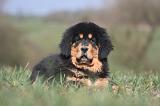 DOGUE DU TIBET 545